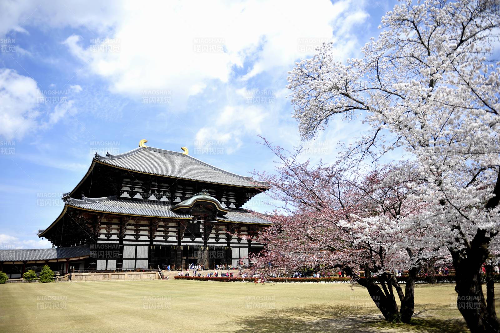 奈良东大寺樱花盛开图片