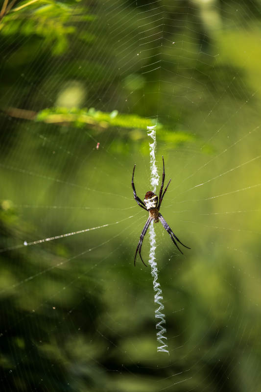 蜘蛛织网 自然之美图片