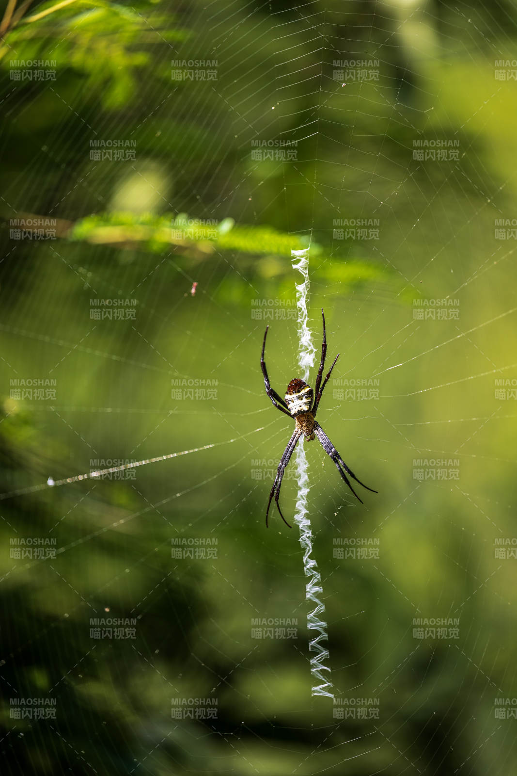 蜘蛛织网 自然之美图片
