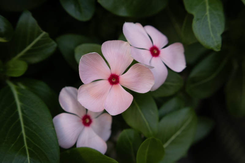 粉色花朵在绿叶中绽放图片