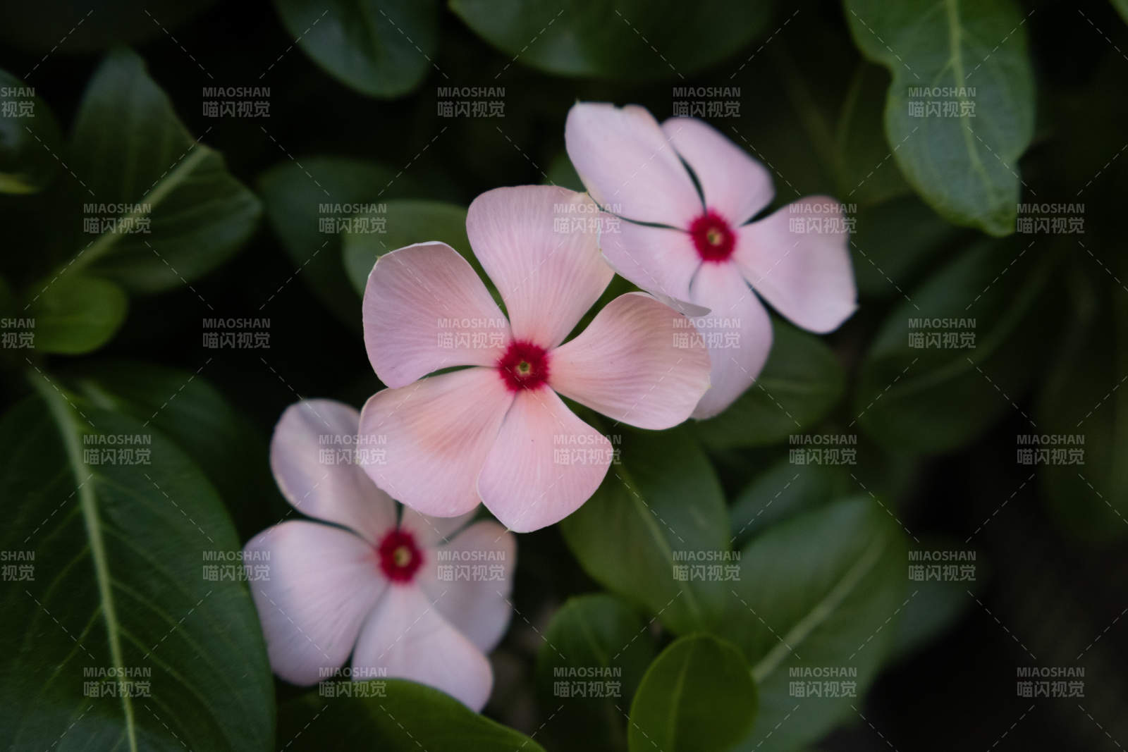 粉色花朵在绿叶中绽放图片