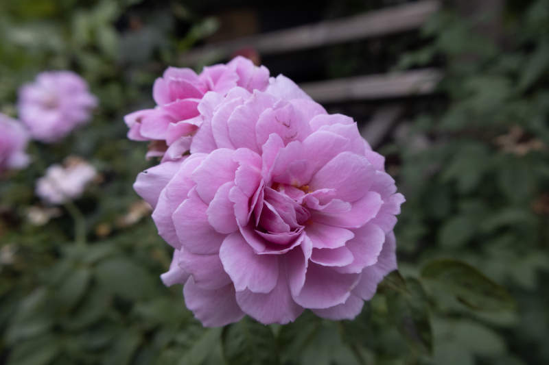 粉色玫瑰花绽放美丽瞬间图片