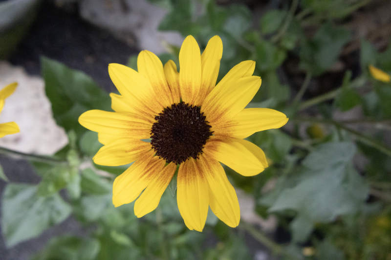 向日葵的明媚笑容图片