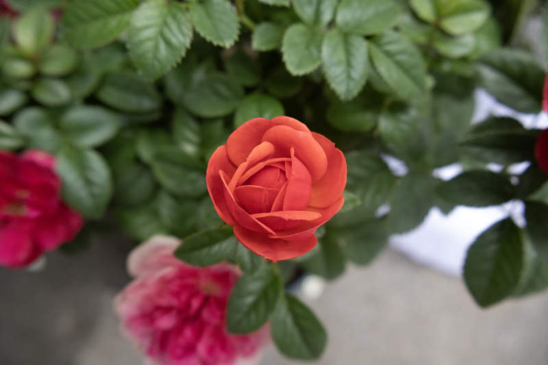 橙色玫瑰绽放于绿叶间图片