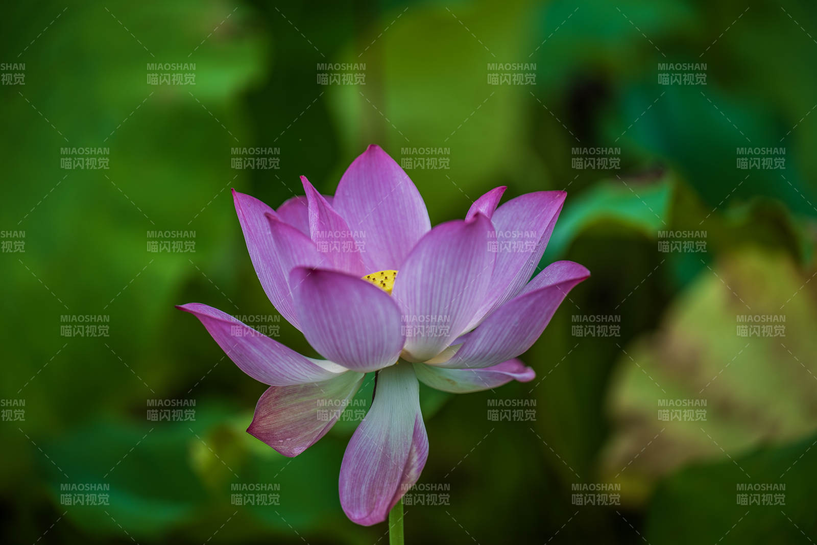 粉色莲花绽放于绿叶间图片