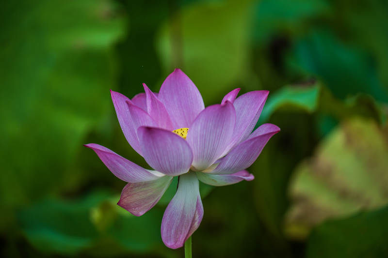 粉色莲花绽放于绿叶间图片