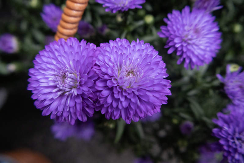 紫色花朵的美丽瞬间图片