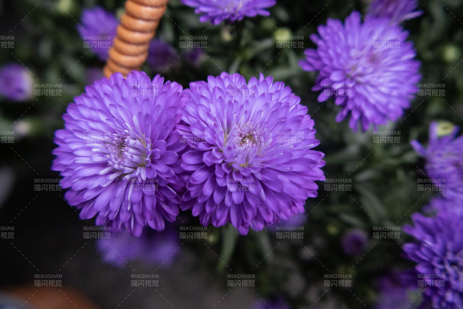 紫色花朵的美丽瞬间图片