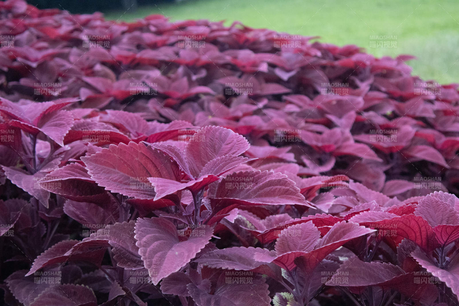 紫叶植物的美丽景象图片