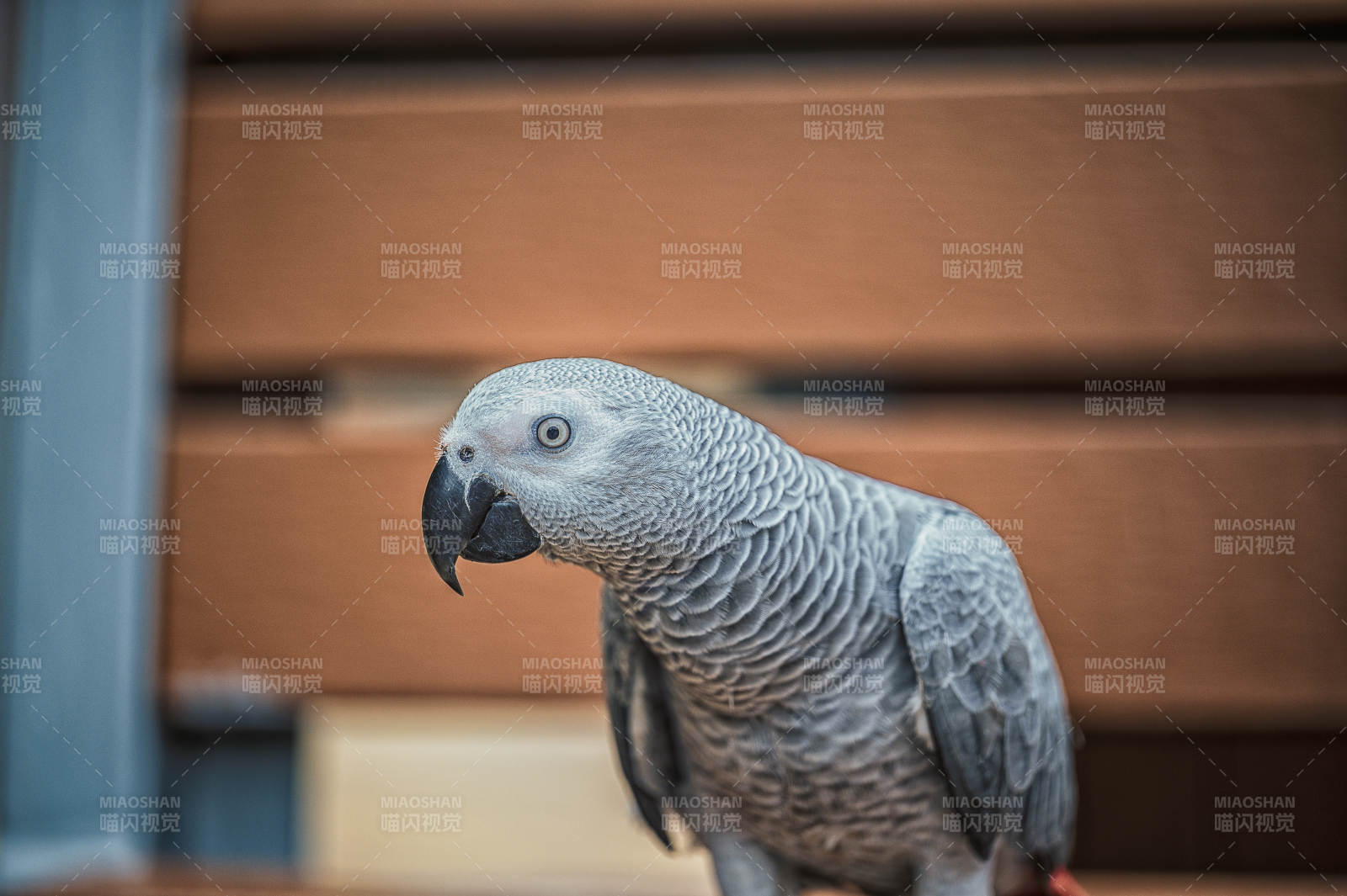 灰色鹦鹉的优雅姿态图片