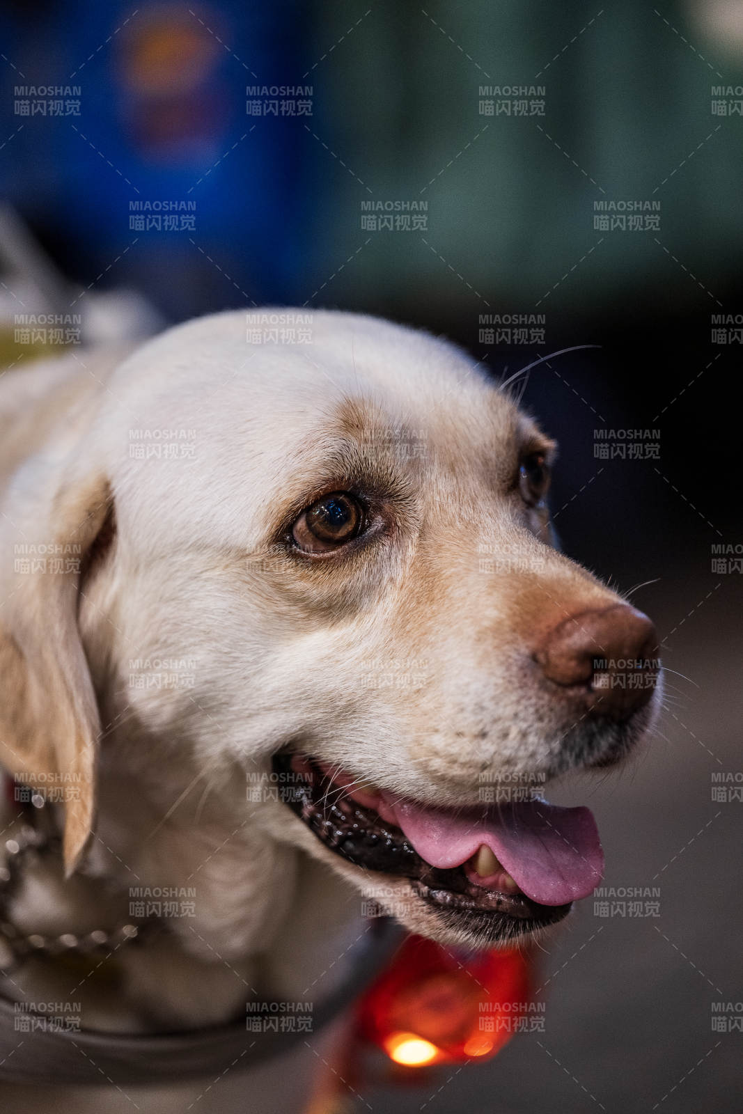 微笑的金毛犬特写图片