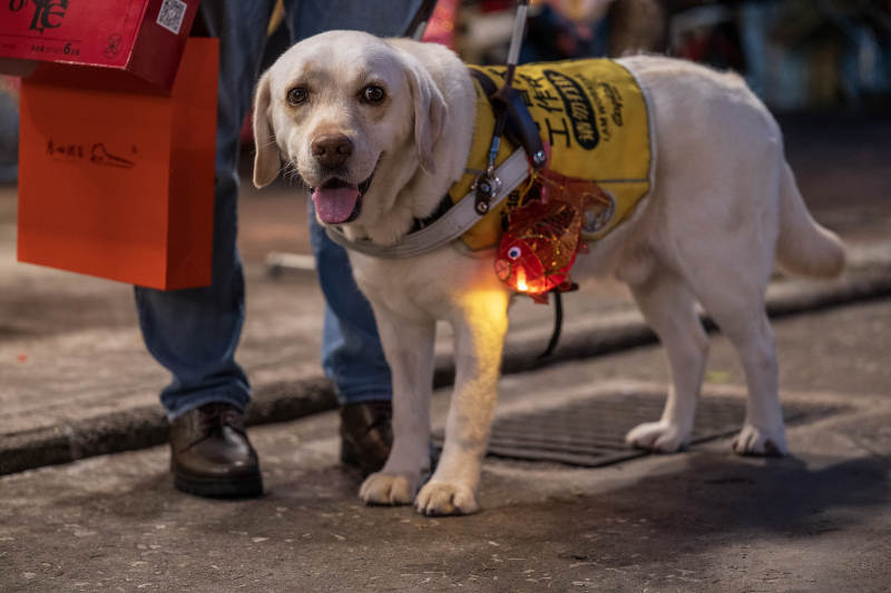导盲犬夜行 温暖守护心图片