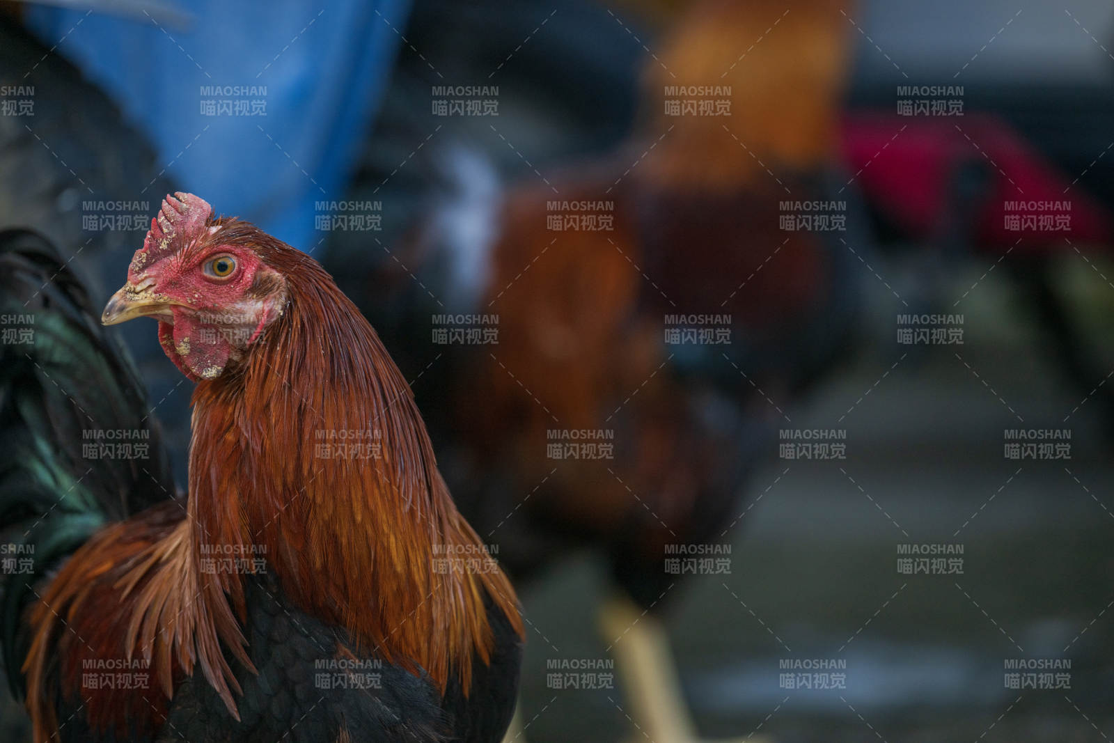 公鸡的特写镜头图片