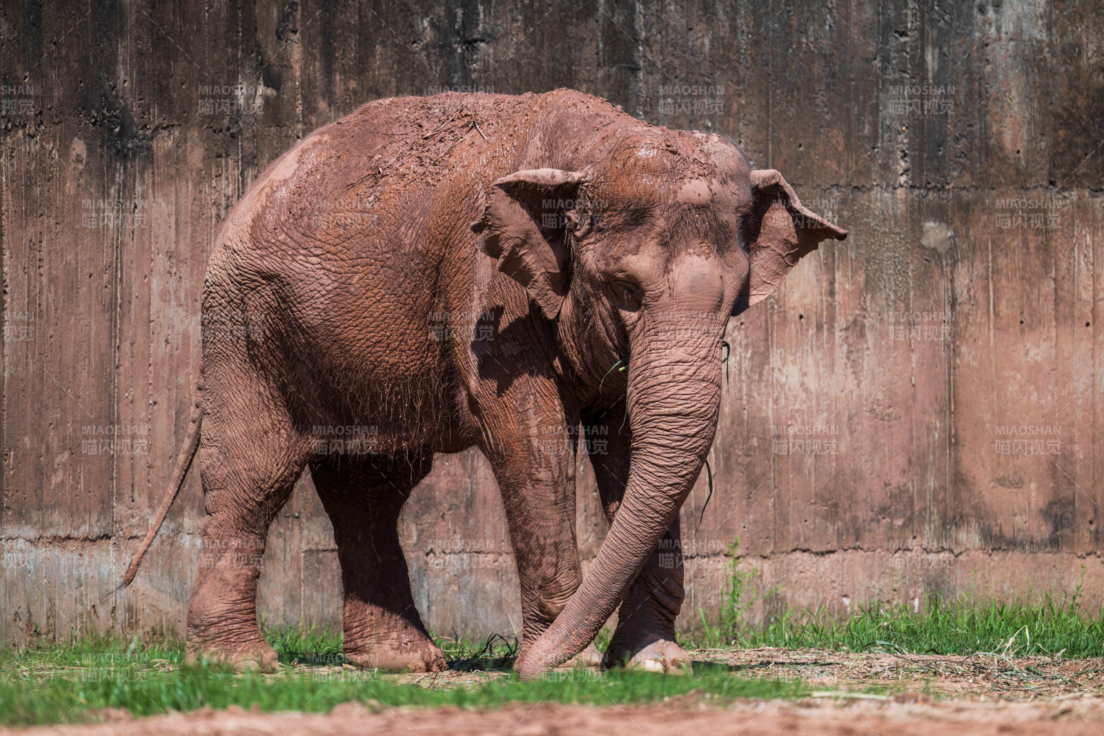 泥泞中的大象图片