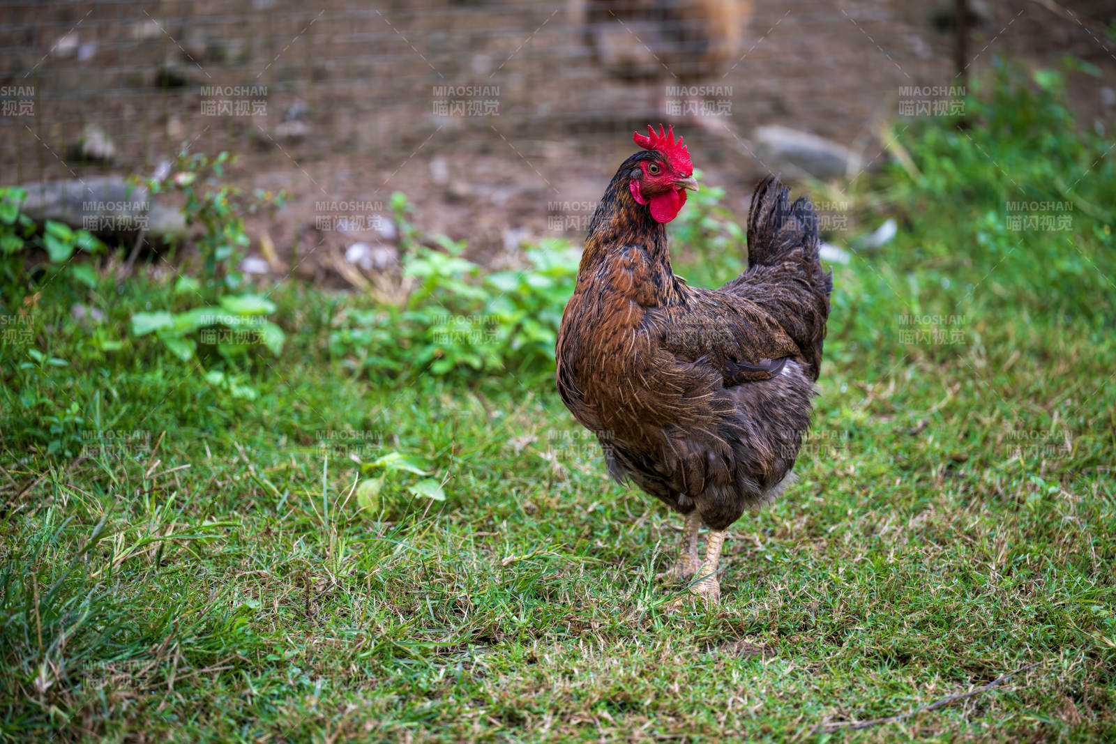草地上漫步的公鸡图片