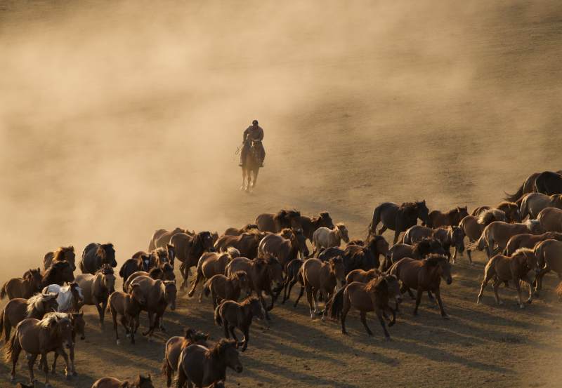 牧马人驱赶马群尘土飞扬图片