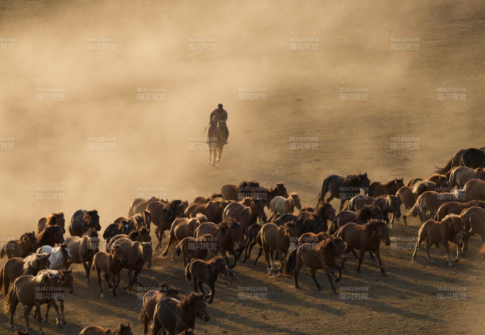 牧马人驱赶马群尘土飞扬图片
