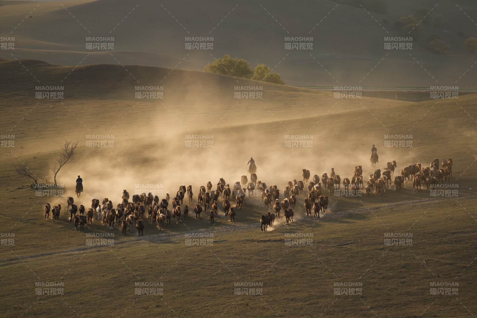 草原牧马 尘土飞扬图片