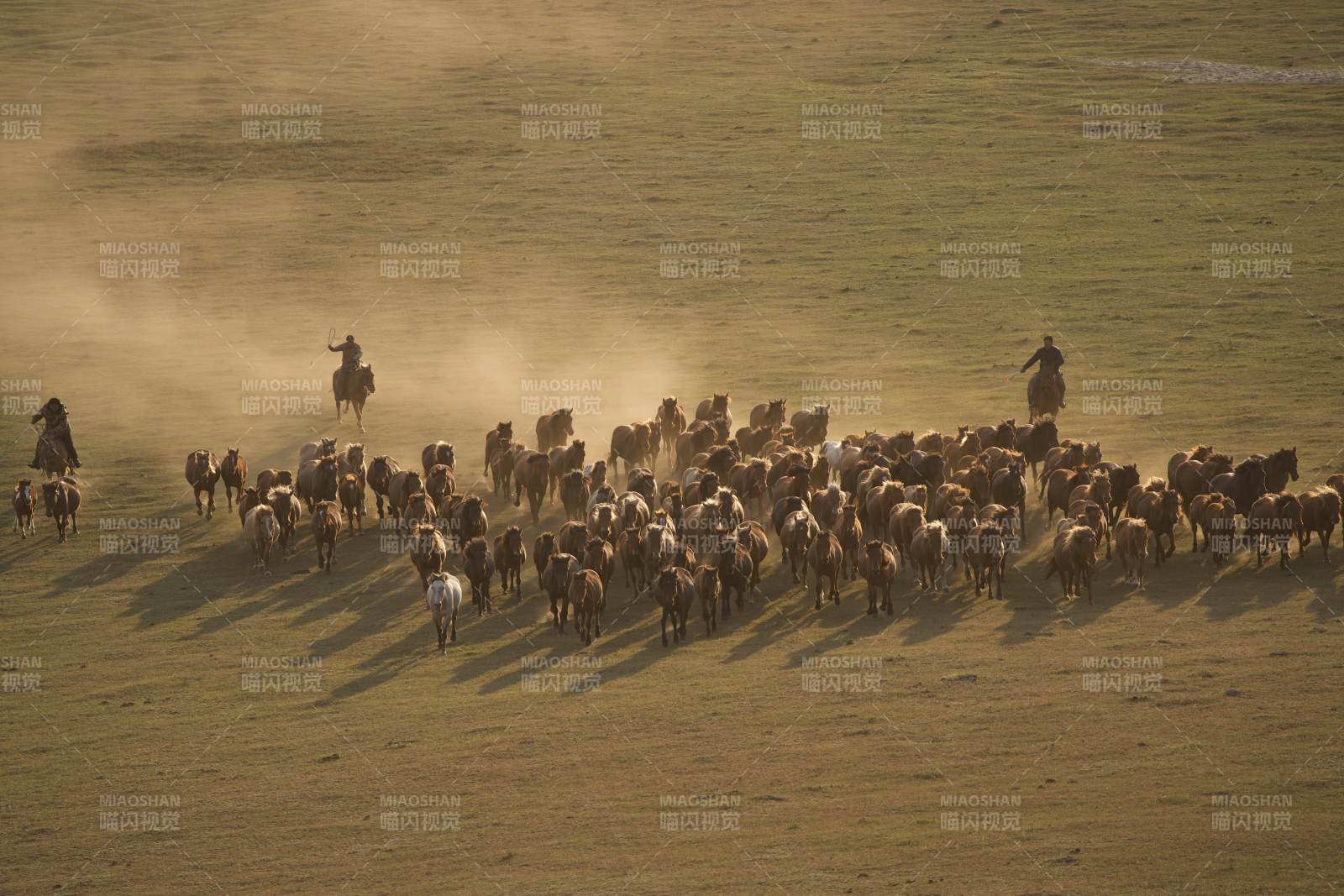 草原牧民驱赶羊群图片
