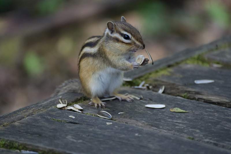 小松鼠吃瓜子图片