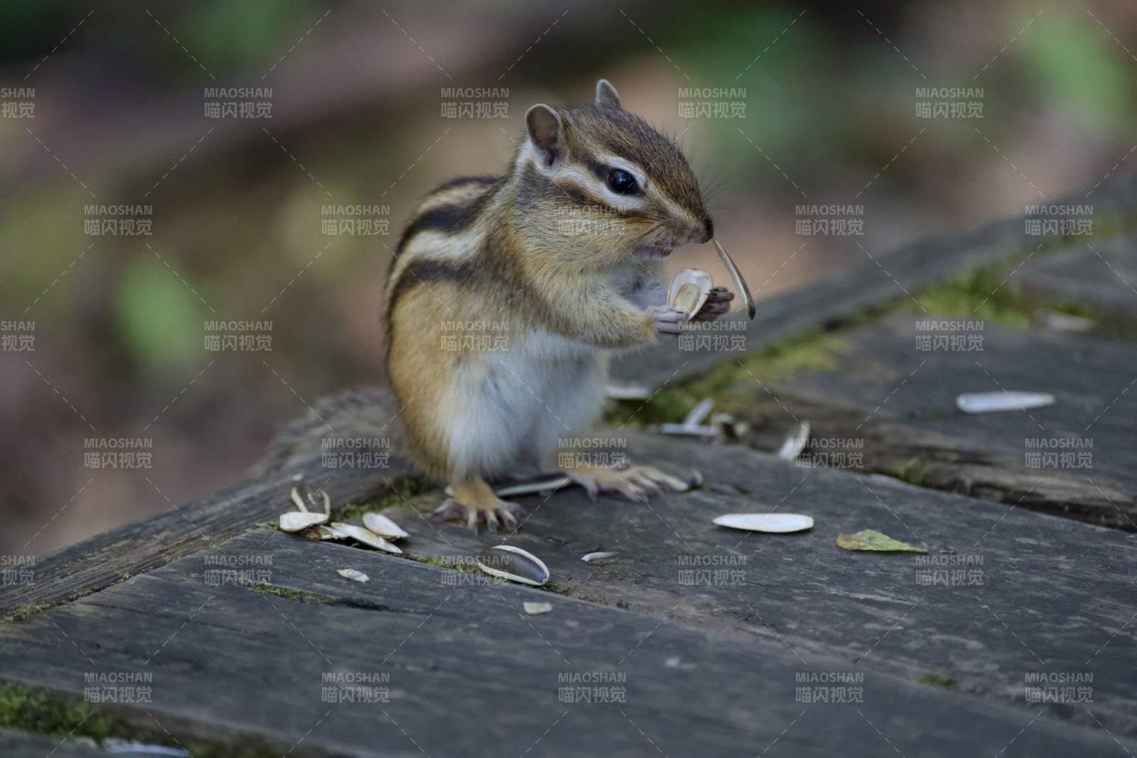 小松鼠吃瓜子图片
