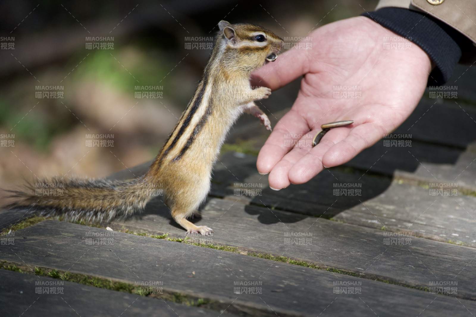 手喂松鼠 温馨互动瞬间图片