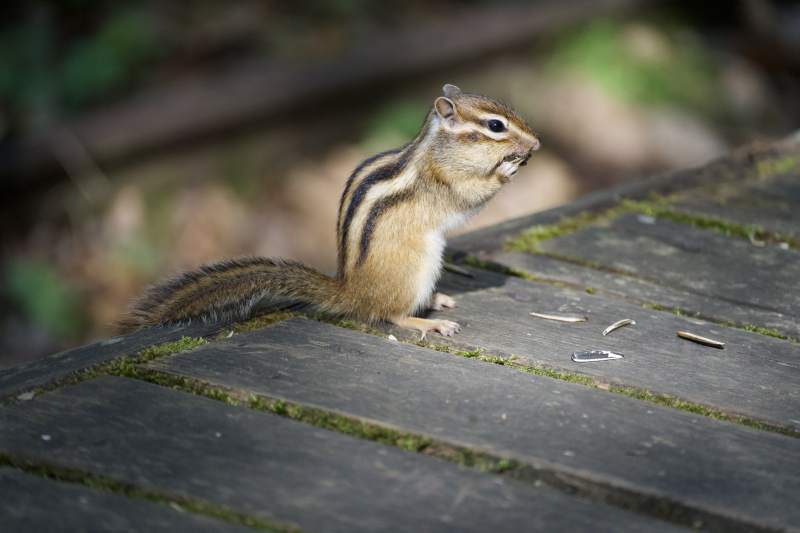 松鼠在木板上觅食图片