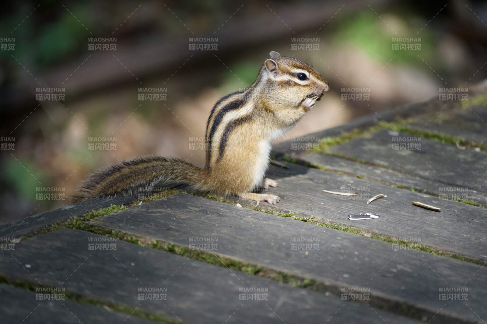 松鼠在木板上觅食图片