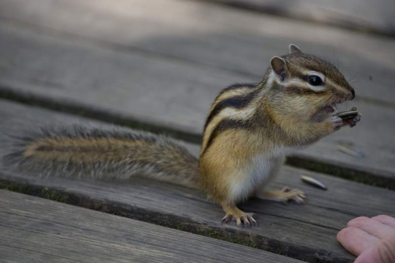 松鼠在木板上吃东西图片