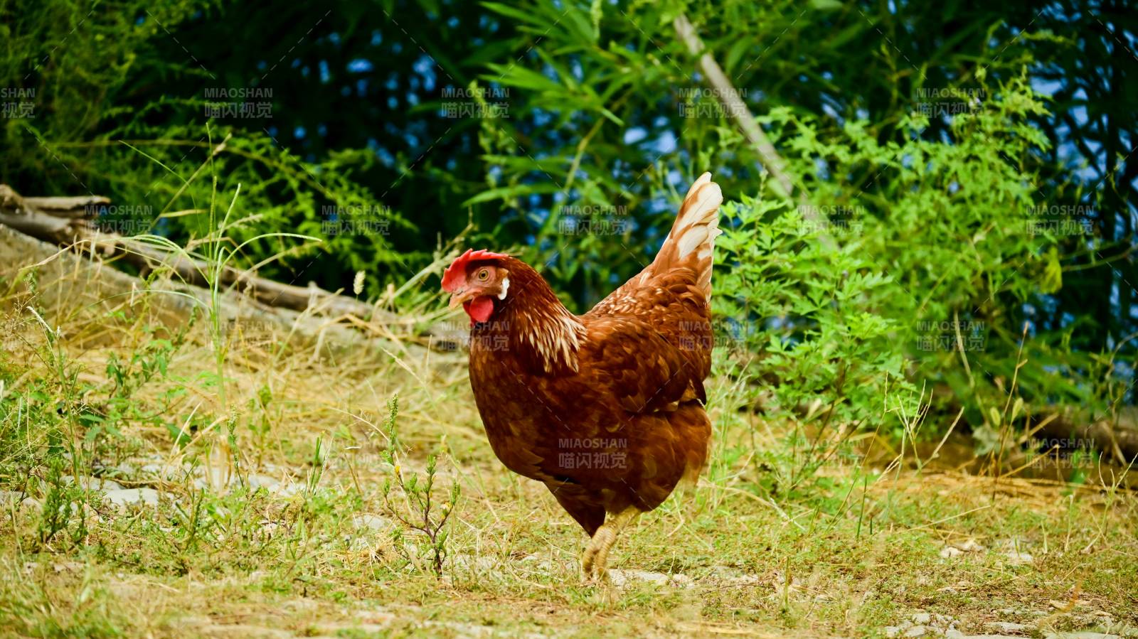 散养在田野里自由漫步的棕色公鸡图片