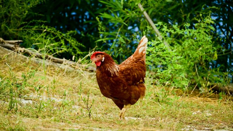 散养在田野里自由漫步的棕色公鸡图片
