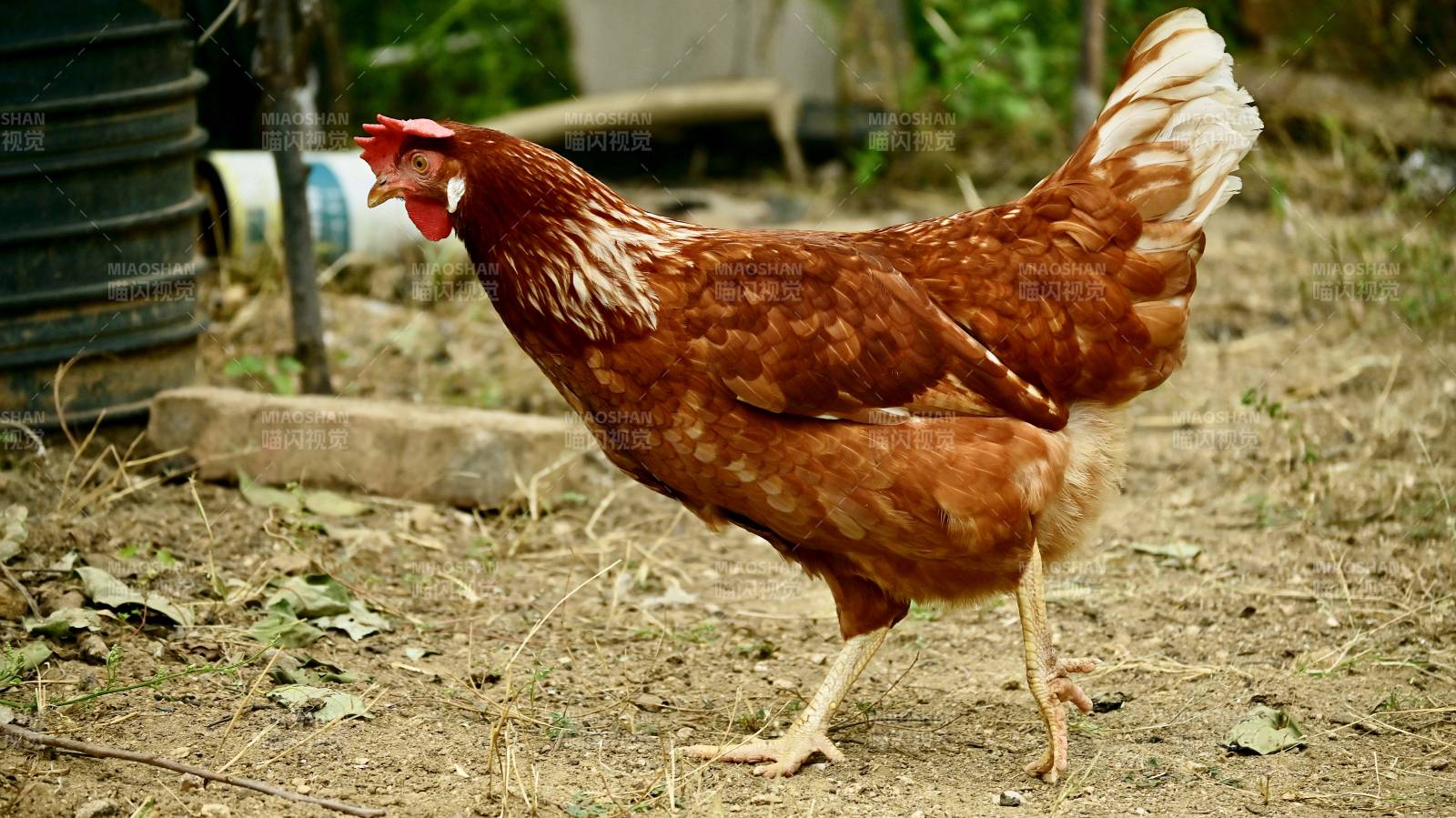 乡村鸡舍中的红羽鸡图片