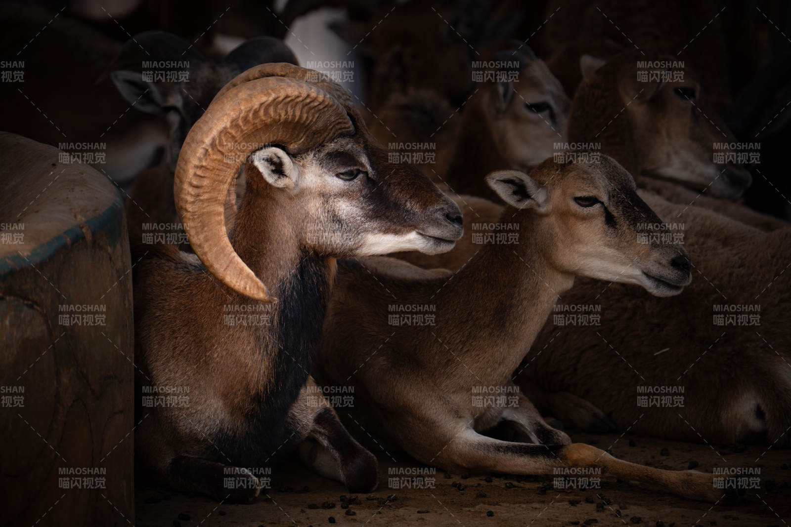 羊群静卧 角弯如月图片