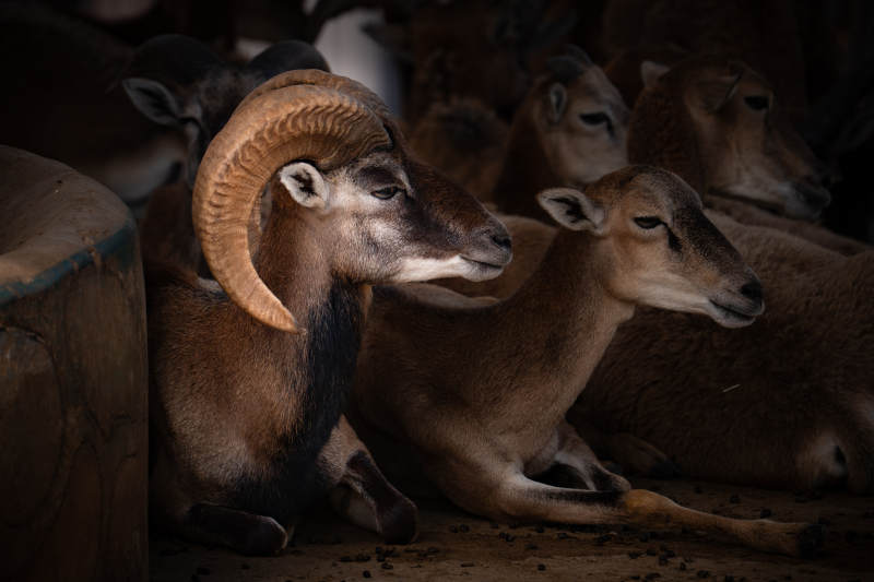 羊群静卧 角弯如月图片