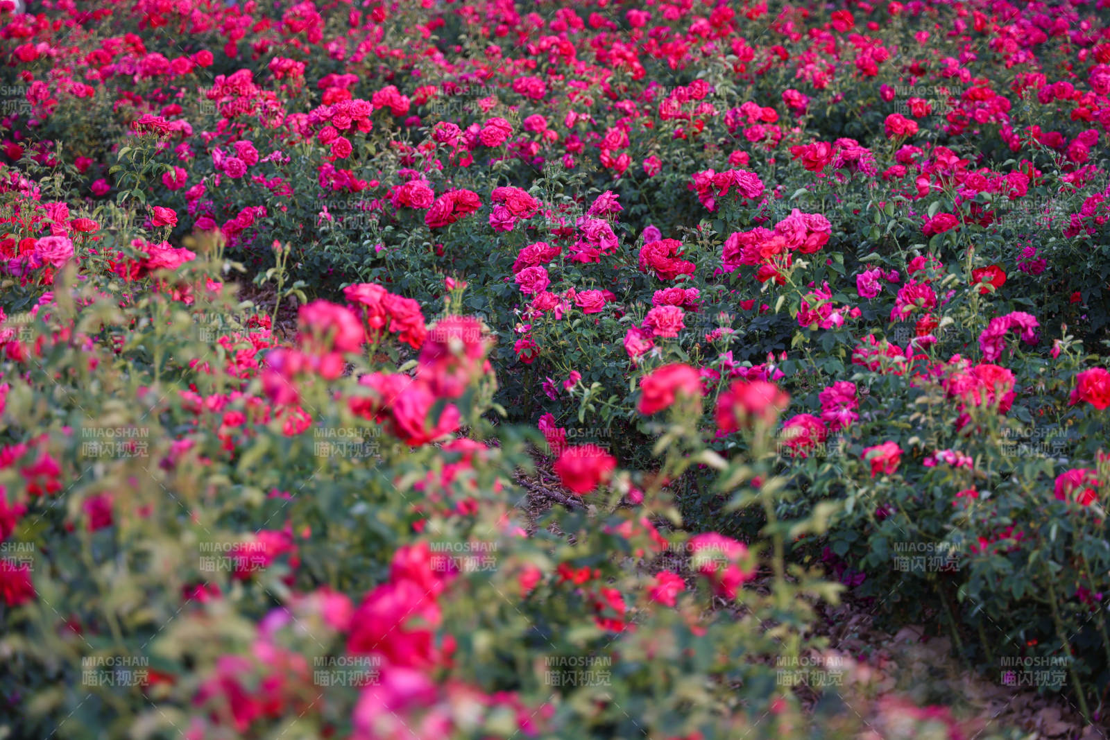 玫瑰花海 绽放美丽图片