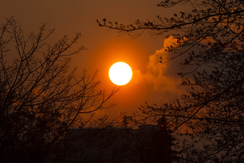 夕阳透过树枝的剪影图片