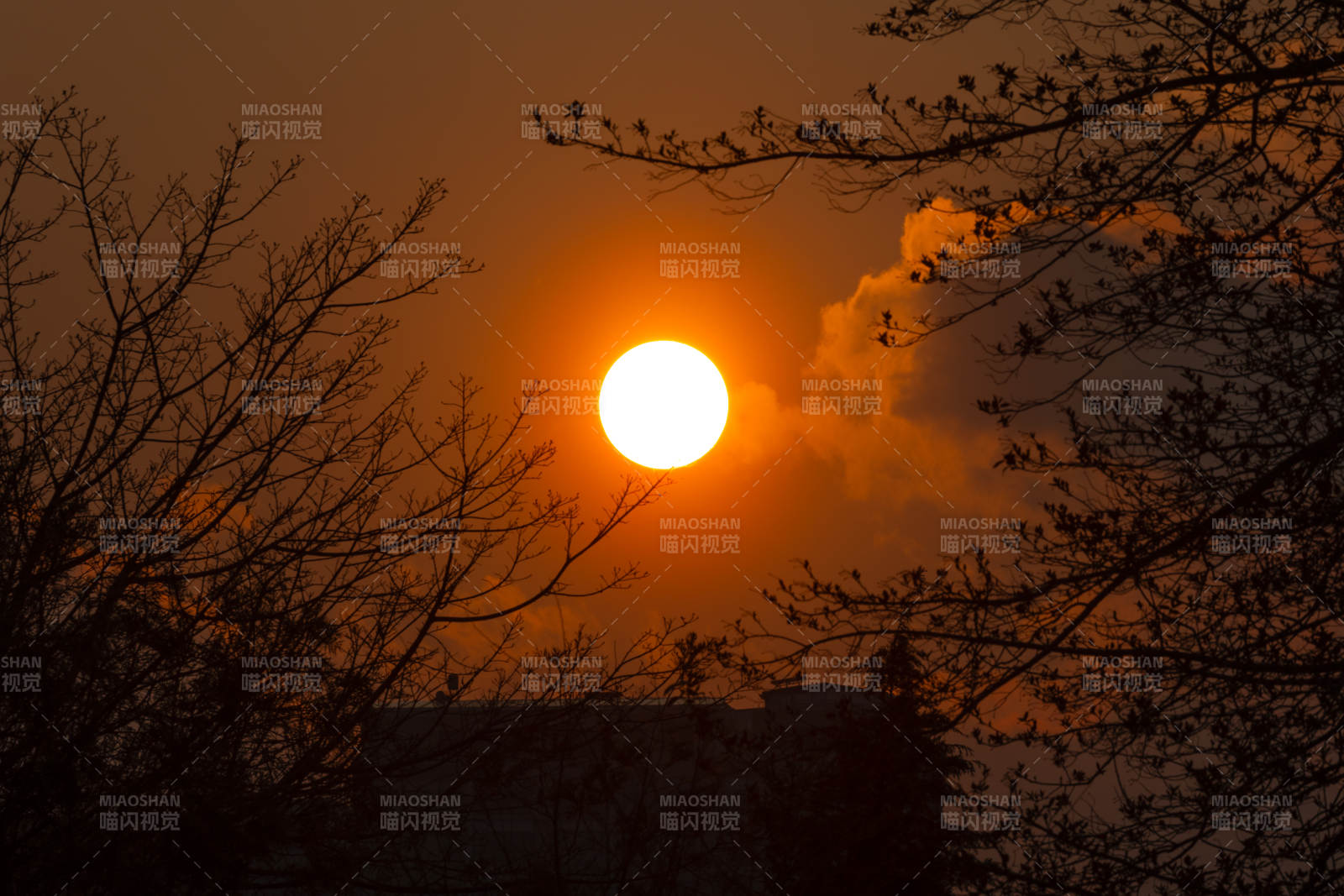 夕阳透过树枝的剪影图片