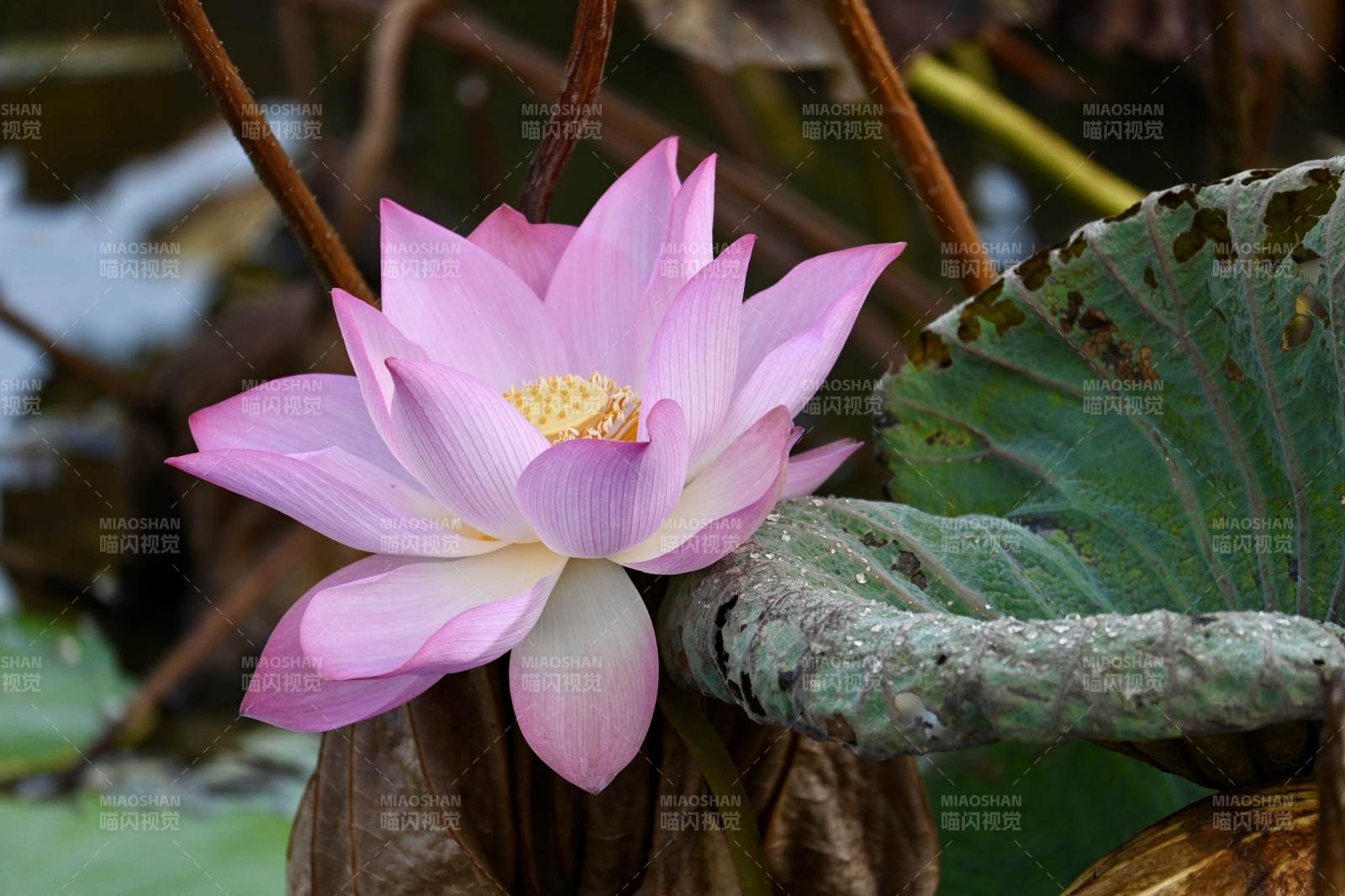 粉色莲花静谧绽放图片