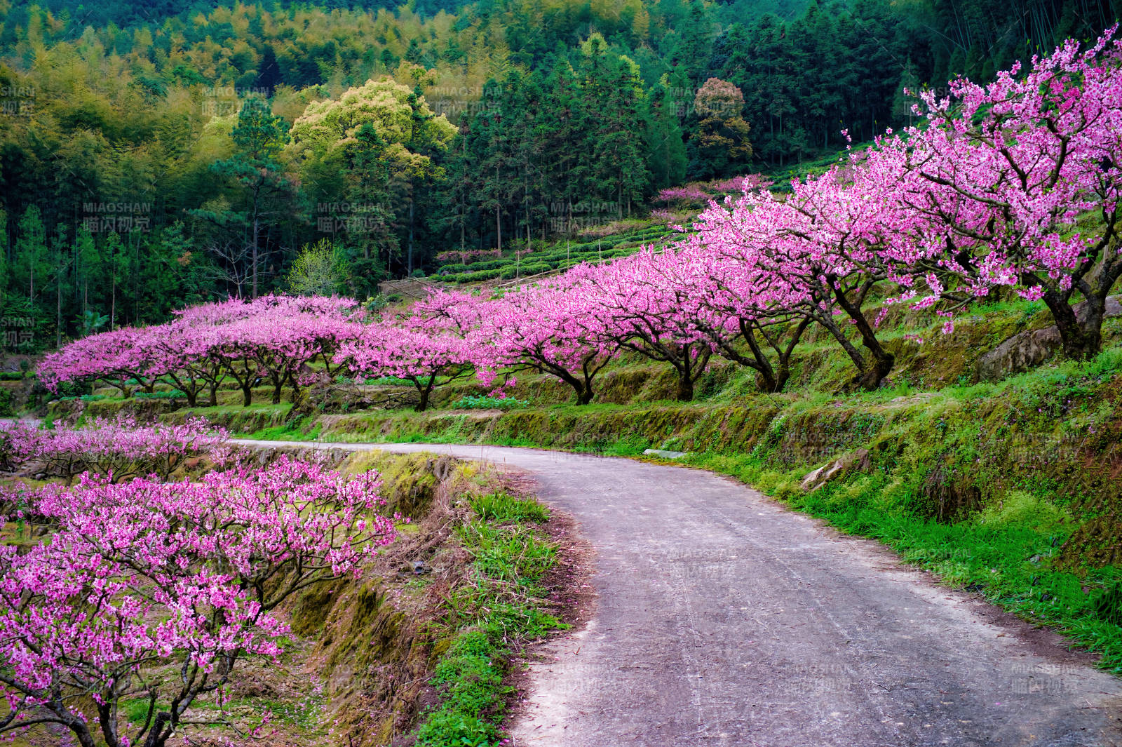 福安玉林村的桃花花海。图片