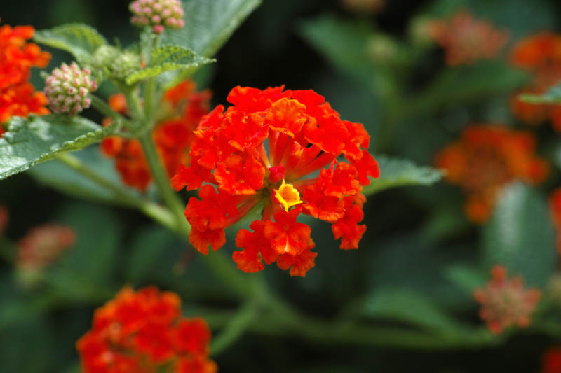 橙色花朵绽放的美丽瞬间图片