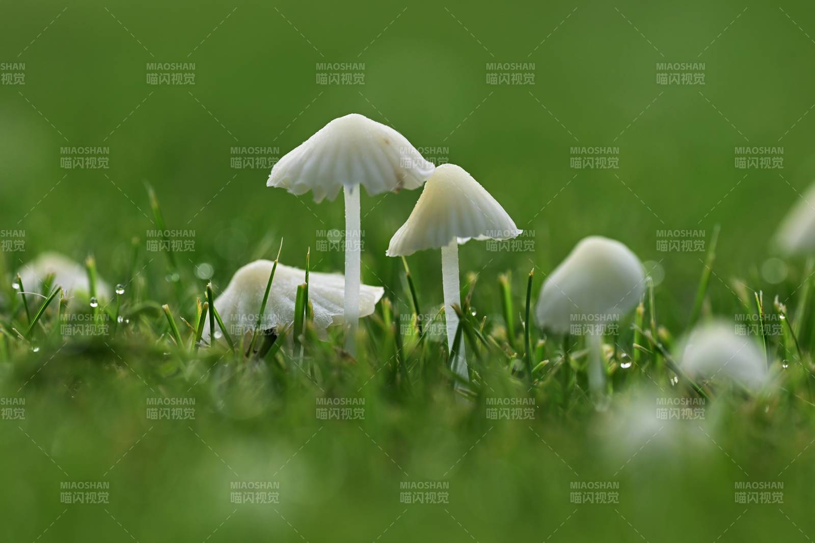 草地上的小蘑菇群图片