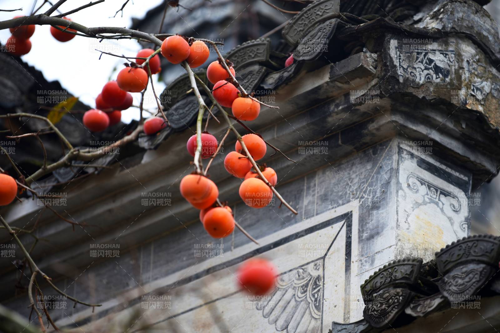 古建筑上的柿子红了图片