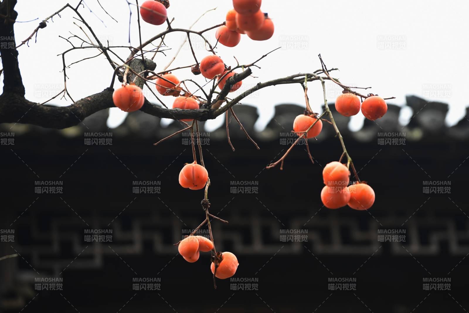 冬日枝头柿子红图片