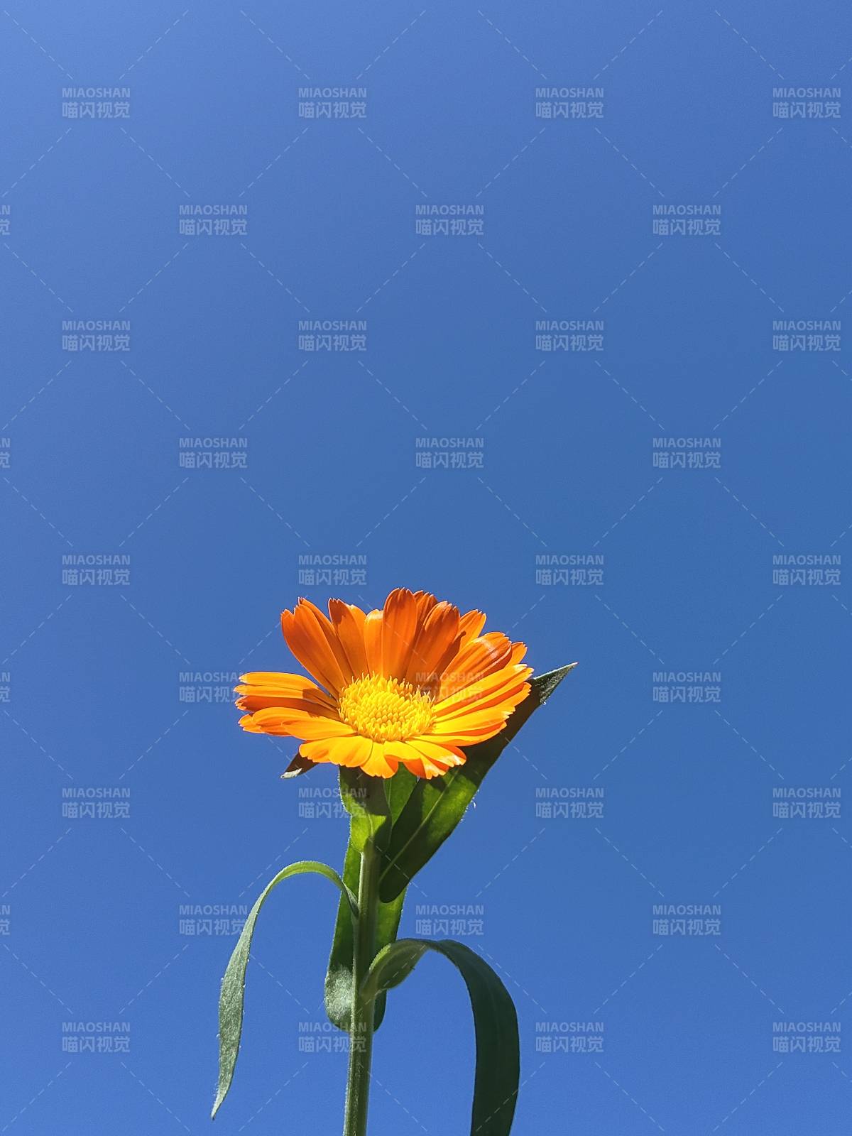 橙花蓝天 自然之美图片