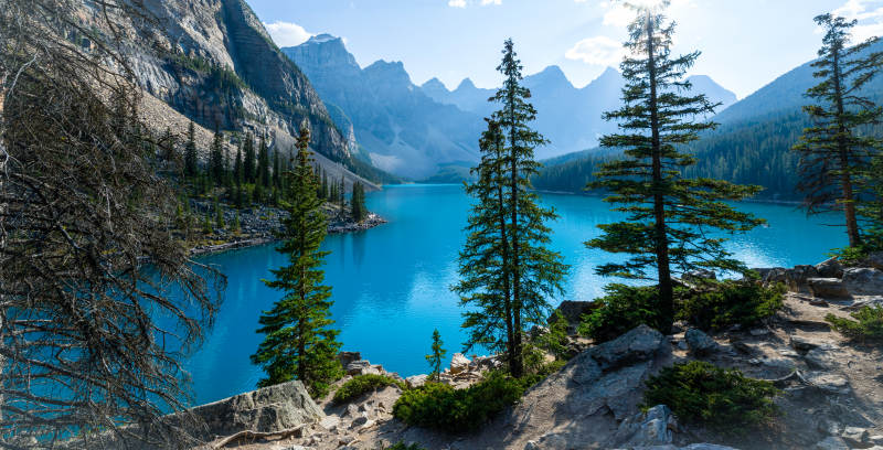 班夫国家公园的莫兰湖松林静谧图片