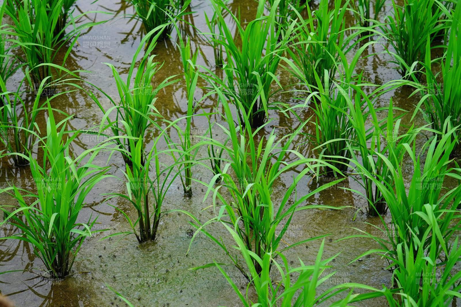 稻田里的嫩绿秧苗图片