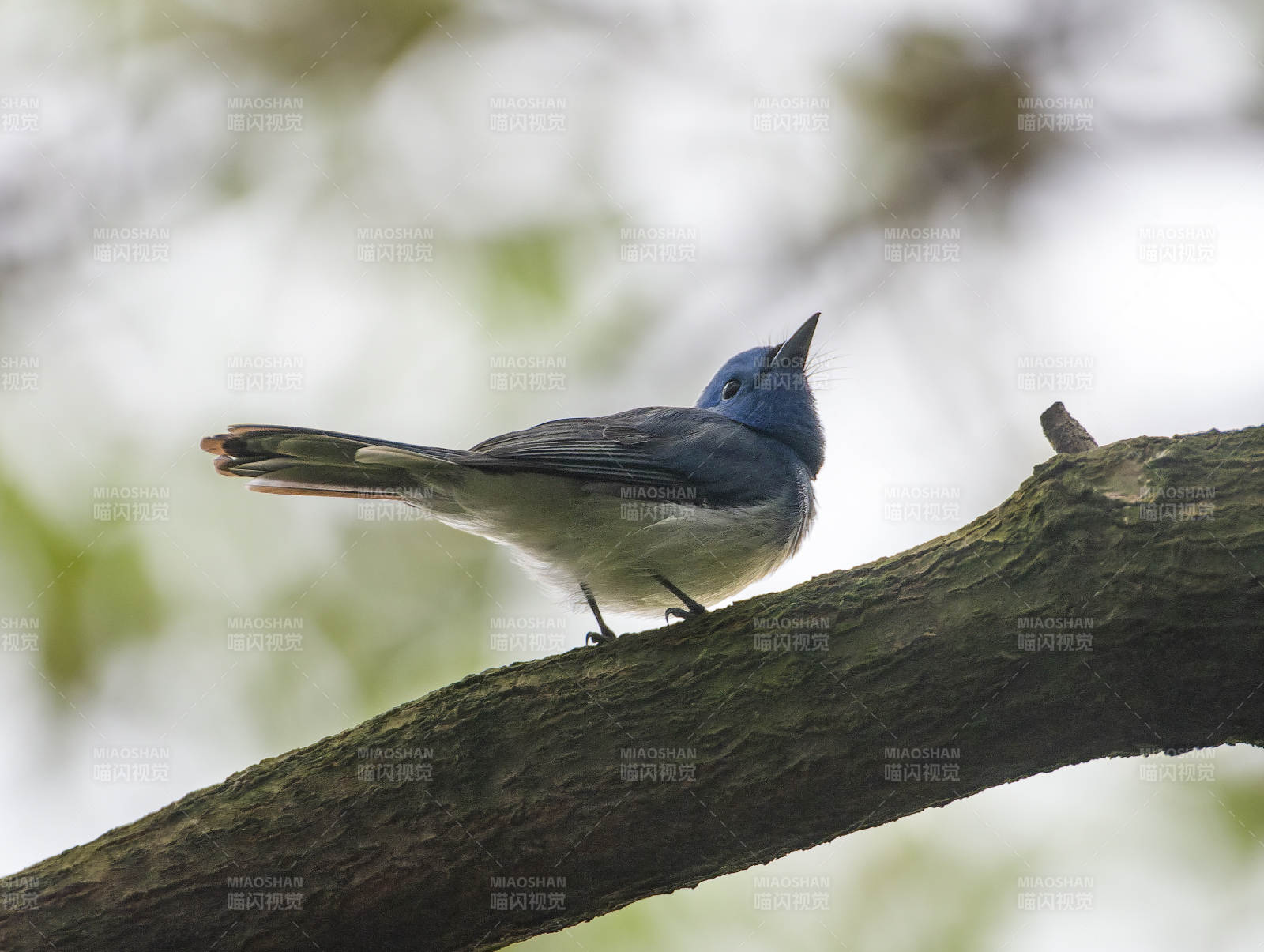 黑枕王鹟栖息枝头图片