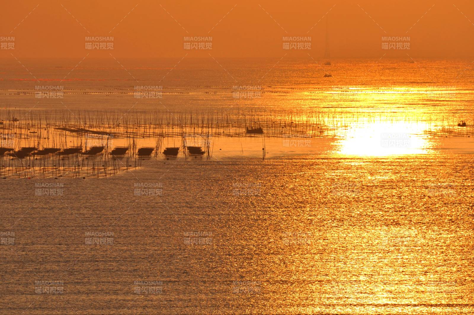 福建霞浦东极朝阳下的滩涂紫菜养殖场图片