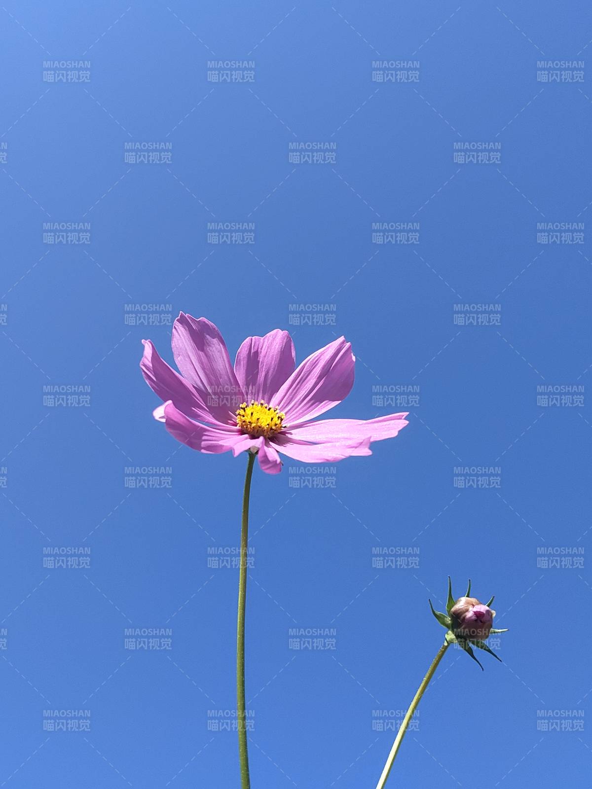 蓝天下的格桑花图片