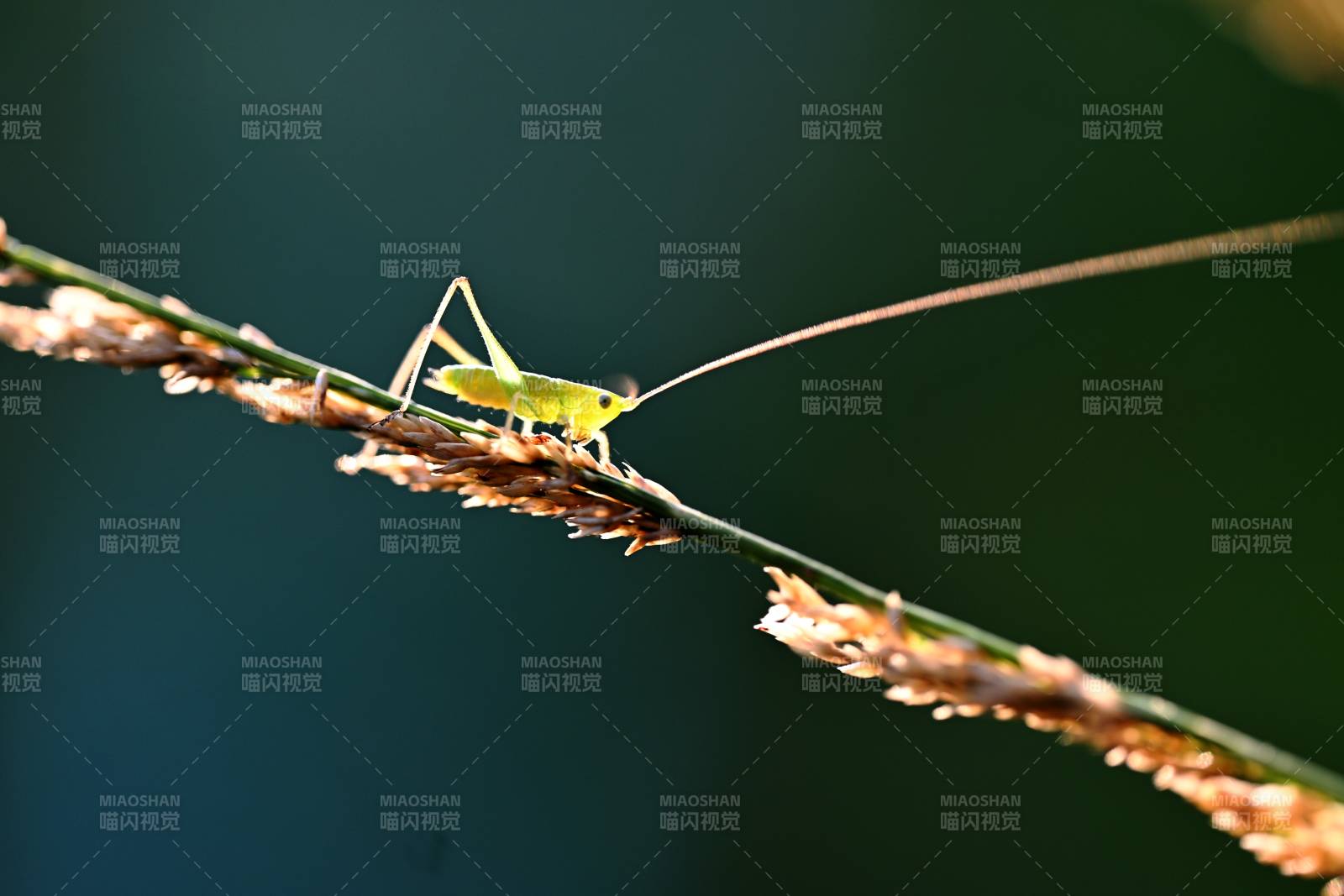 公园晨光里草丛中微小的蚱蜢（微距）图片